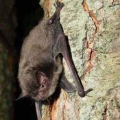 Picture of a bat on a tree