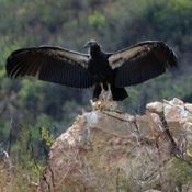 Picture of a condor