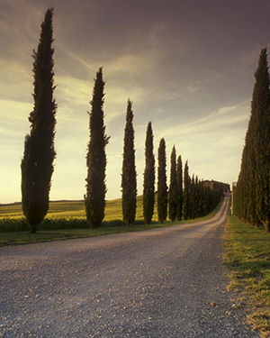 a rural dirt road lined on both sides with tall trees