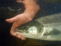 photo of a person’s hand touching the head of an Atlantic salmon underwater