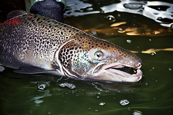 adult Atlantic salmon