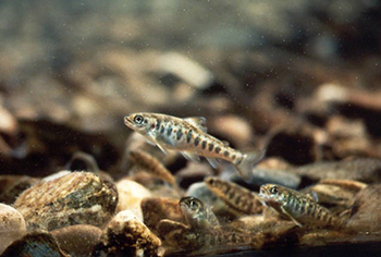 juvenile Atlantic salmon