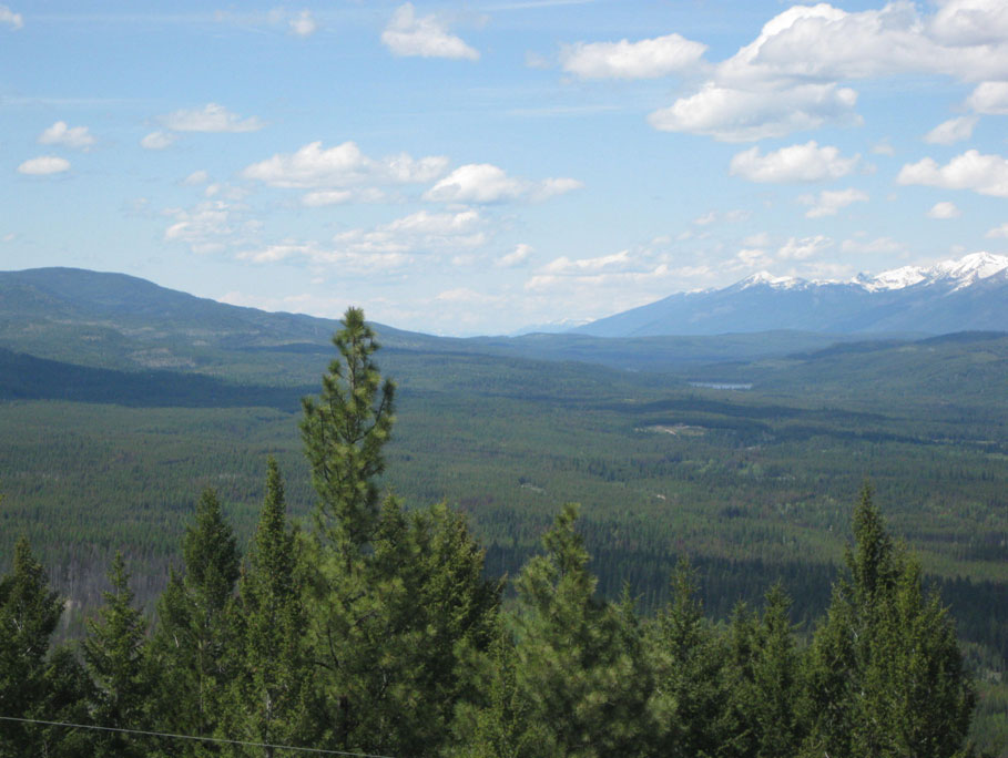 forest and mountain