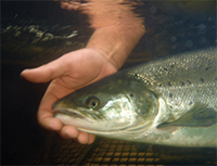 photo of an adult Atlantic salmon