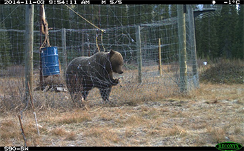 bear attempting to get through fencing in Banff National Park