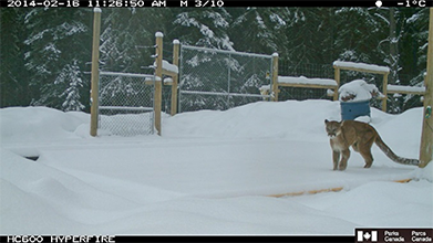 mountain lion in the wildlife vehicle collision countermeasures testing area in Banff National Park