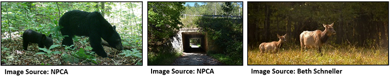 strip of three photos: black bear mother and cub foraging in the woods, an underpass crossing structure, and a cow elk and calf standing in a field