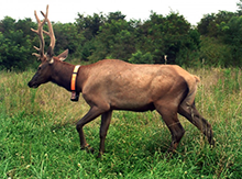 bull elk with tracking collar
