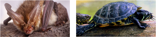 two photos of a bat and a turtle