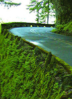 Cover photograph of a road winding around a bend of a steep, lush cliff. Photograph is from the cover of the 2010 Eco-Logical Grant Program Annual Report