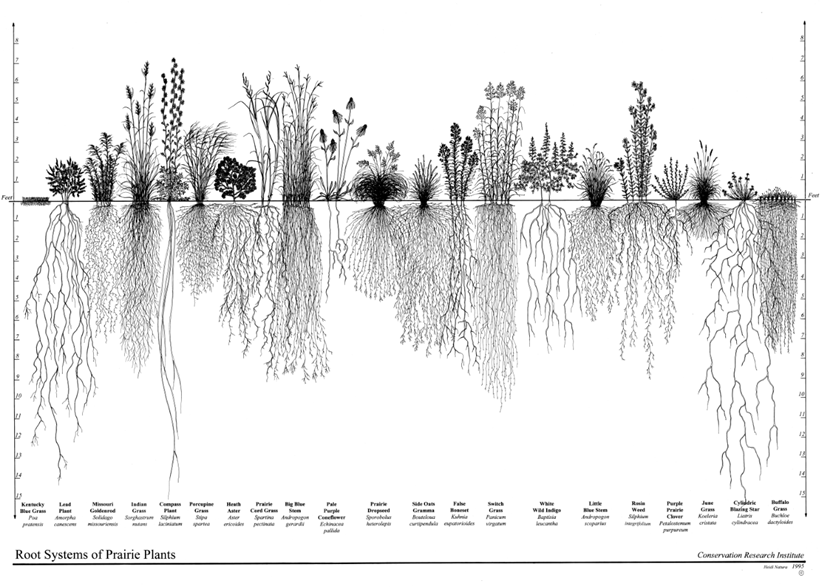 Figure 5-1. Root Systems of Native Plants - graphic showing the root systems of prairie plants