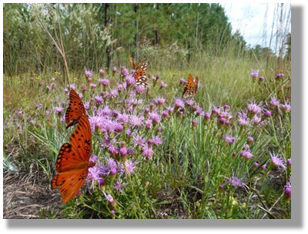 Photo 1-1: Roadsides can provide fritillary butterflies and other pollinators with habitat.
