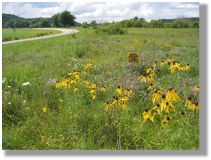 Photo 1-2: Diverse plantings with many flowers, such as this Iowa roadside, support the most pollinators.