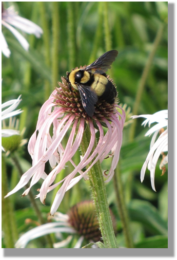 Photo 1-3:  Bumble bees are valuable pollinators of crop plants and wild plants alike. However, many species, including the southern plains bumble bee (<em>Bombus fraternus</em>), are in decline.