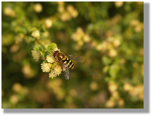 Photo 3-2:  A flower fly on a coyote brush flower.