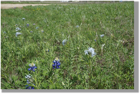 Photo 3-5: Spring wildflowers bloom along a Texas road, providing nectar and pollen as food sources for pollinators. In addition to providing food and shelter, roadside habitat can help to link other patches of habitat within the landscape.