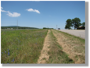 Photo 4-1: Remnant prairie on an Oklahoma roadside.