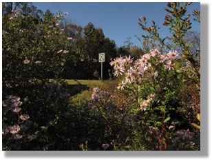 Photo 4-2: A stand of native asters on a Florida roadside provides late-season nectar and pollen for pollinators.