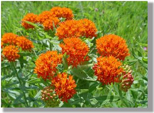 Photo 4-4: Milkweed is an attractive component of roadside plantings and supports many pollinators. 