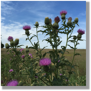 Photo 4-5: Native thistle species are highly attractive to many pollinators and are an important nectar source for monarch butterflies. 