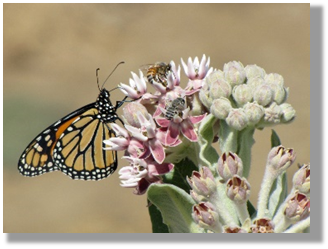 Photo 5-5:  Native vegetation can support managed pollinators such as honey bees, as well as wild pollinators such as the monarch butterfly and leafcutter bee foraging on this milkweed flower.