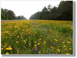 Photo 6-1: Reducing mowing can increase aesthetics and reduce maintenance costs.