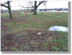 Photo 6-4: Planning ahead and controlling for invasive species before planting can increase the success of roadside revegetation projects.