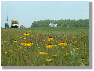 Photo 6-5: Although pollinators are killed by cars, increasing wildflowers in roadsides actually reduces pollinator road mortality.