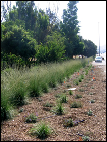 photo of native plants by roadside