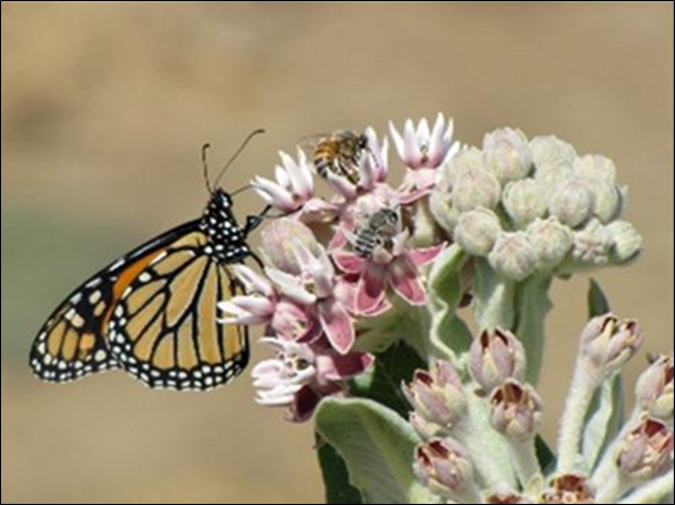 photo of a butterfly and bees on flowering plants