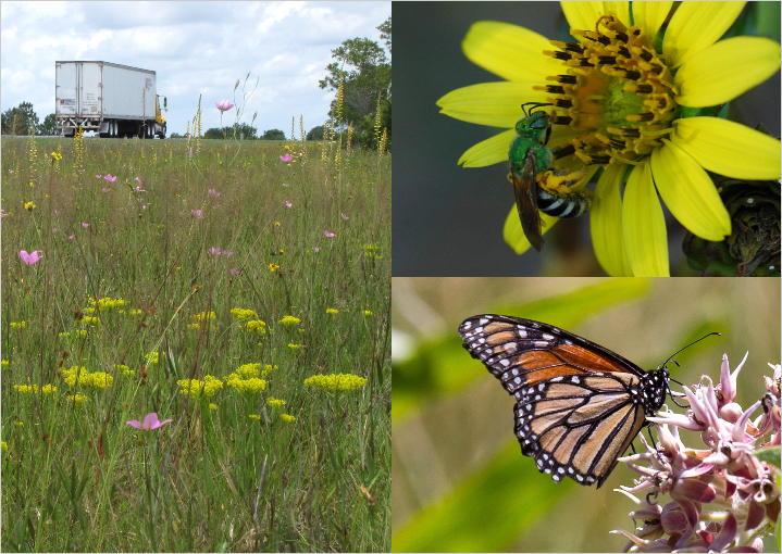 photos collage of roadside, bee, and butterfly