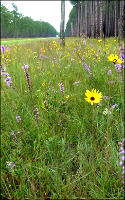 photo of roadside wild flowers