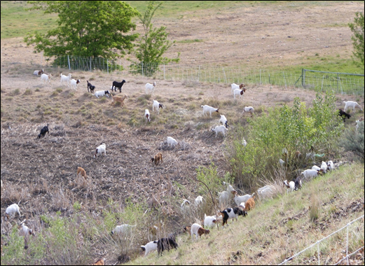 photo of goats grazing on a roadside