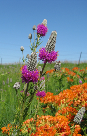 photo of purple prairie clover