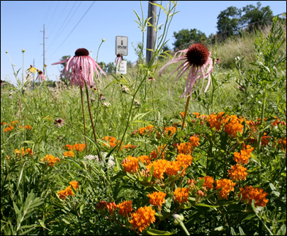 photo of native plants by roadside