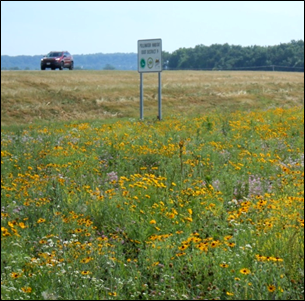 photo of native plants by roadside