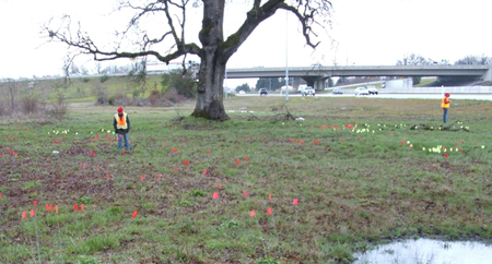 Botanists with Oregon DOT mark rare plants during a survey of a Special Management Area beside Interstate