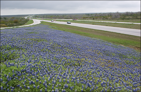 photo of the Texas roadside awash with bluebonnet
