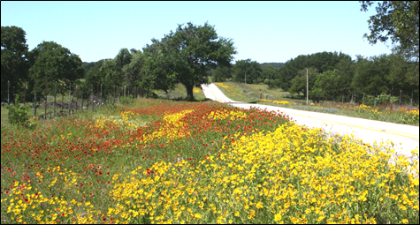 photo of roadside wild flowers