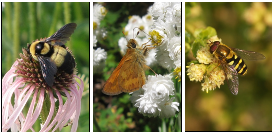 photo collage of bumble bees, butterflies, and flower flies. 
