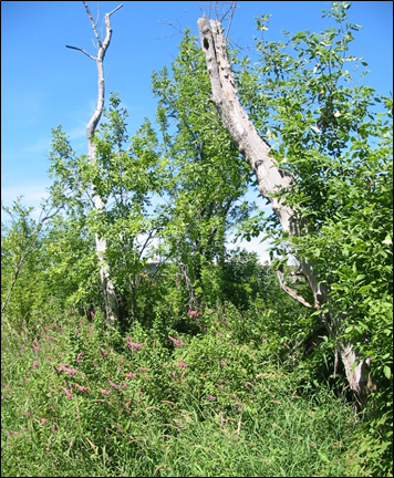 photo of a roadside snag