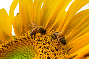 bees on a sunflower