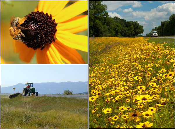 photo of a bee on flowering plants and roadside wildflowers