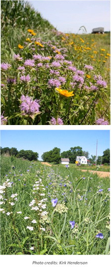 Picture of of wildflowers along a roadside. Photo credit: Kirk Henderson