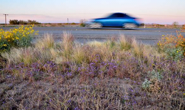 Picture of native plant species on roadside