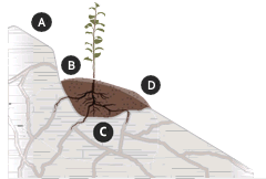 Graph showing planting pockets - described below