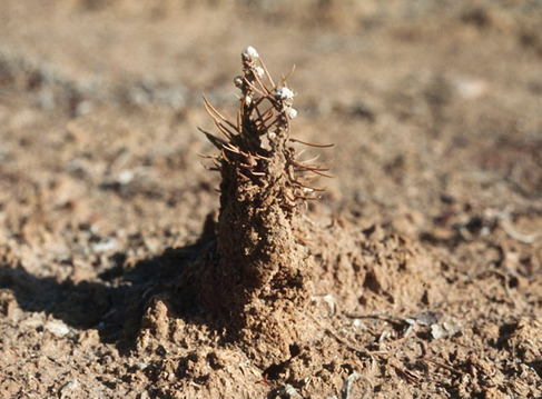 Photo of seedling trying to grow