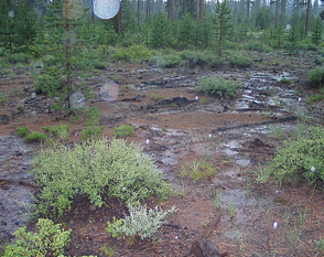 Photo of wooded landscape