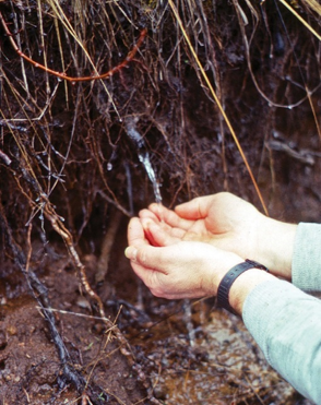 Photo of exposed grass roots