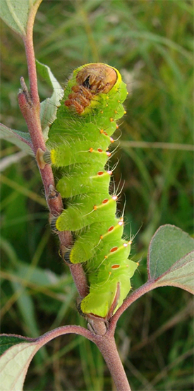 Photo of a caterpillar